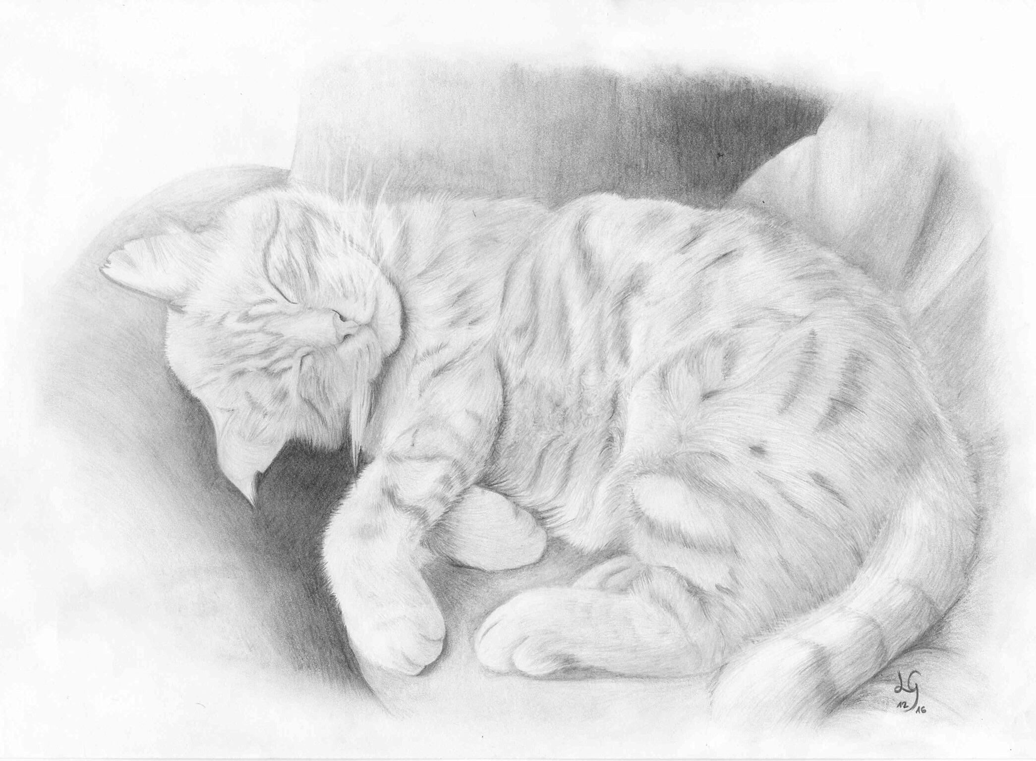 2090x1536 Sleepy Cat, Pencil Drawing, A4 Art - Cat Pencil Sketch