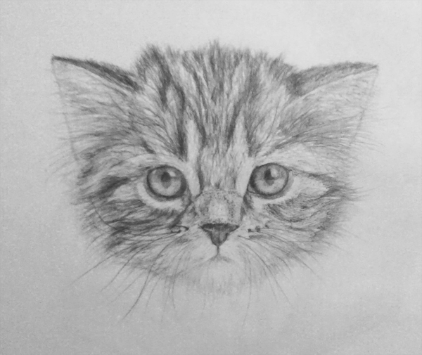 600x505 Cat - Cat Pencil Sketch