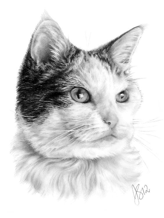 565x750 Cat Pencil Pet Portrait.jpg (Anna Shipstone) - Cat Pencil Sketch
