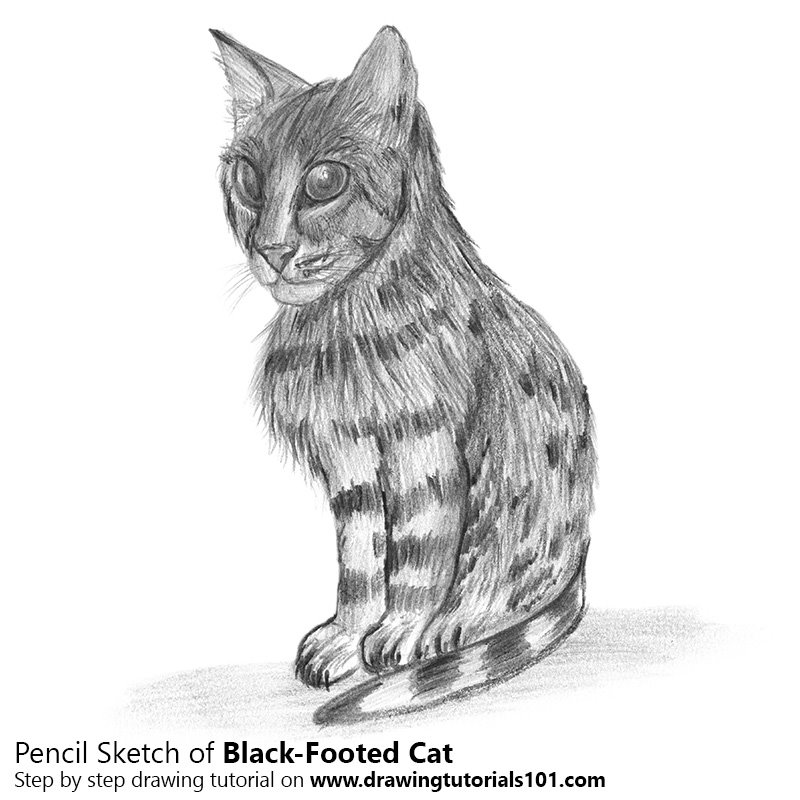 800x800 Black Footed Cat Pencil Drawing - Cat Pencil Sketch