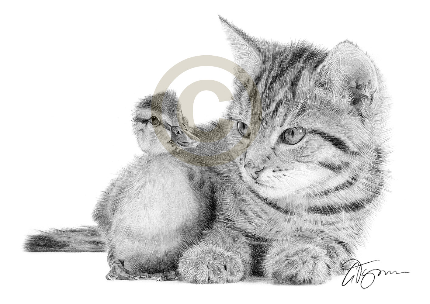 1414x1000 Cat And Duckling Pencil Drawing Print A4 Only Signed By Artist - Cat Pencil Sketch