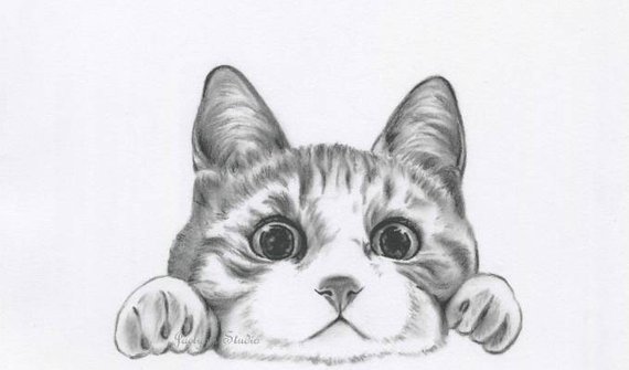 570x335 Charcoal Kitty Cat Drawing Cat Sketch Print Charcoal Sketch Etsy - Cat Pictures Sketch