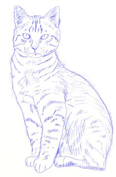 236x361 Pencil Sketch Of Cat Daily Cat Sketches Sketches - Cat Pictures Sketch
