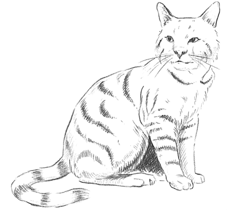 450x416 Cat Sketch Drawing Skill - Cat Sketch