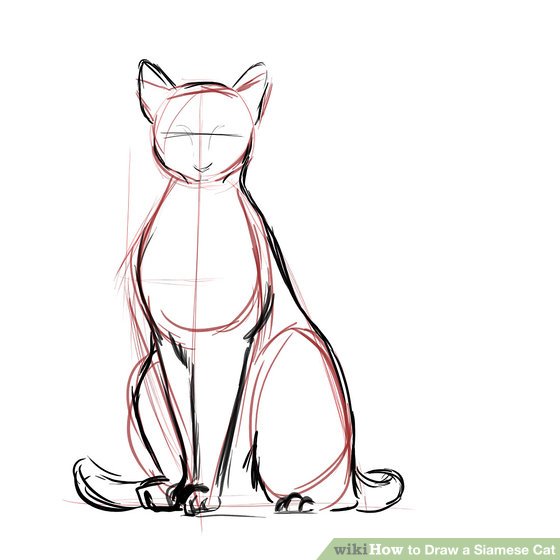 560x560 How To Draw A Siamese Cat 7 Steps (With Pictures) - Cat Sketch