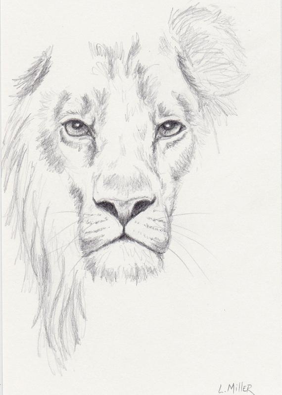 570x798 Lion Pencil Drawing Original 5x7 Big Cat Sketch Lion Fine Etsy - Cat Sketch