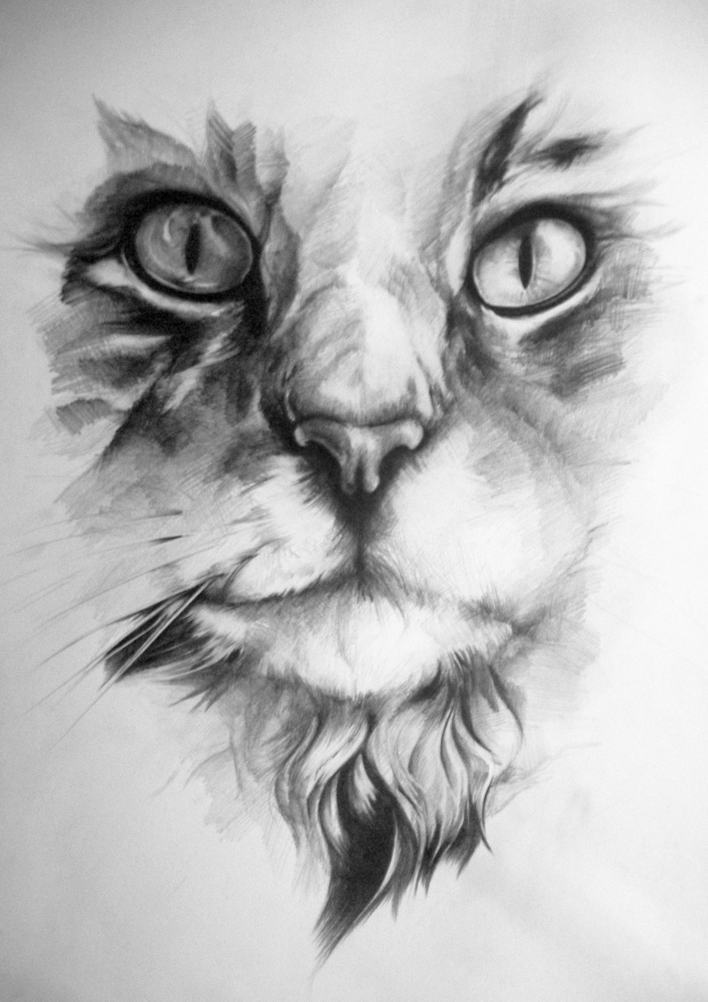 1414x2000 Artstation - Cat Sketch