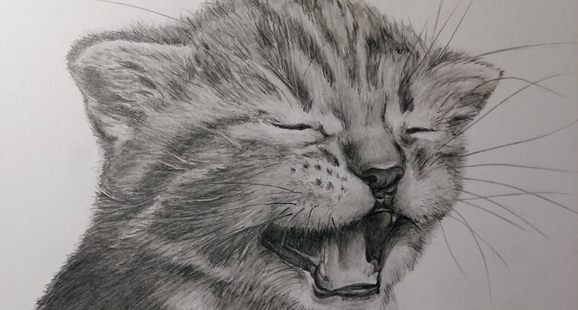 Cat Sketch Drawing