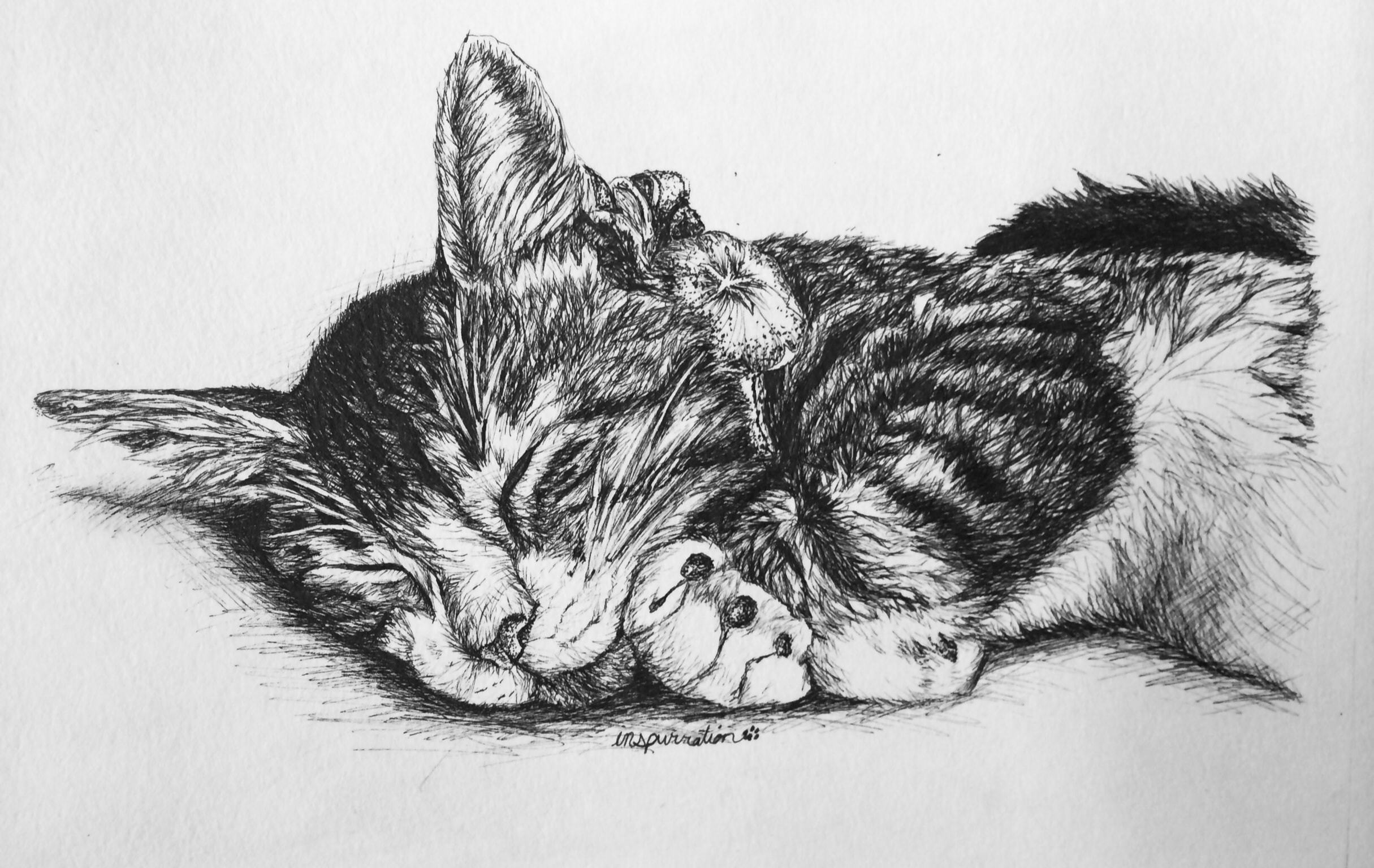 2430x1535 Custom Pen And Ink Cat Drawings By Inspurration - Cat Sketch Drawing