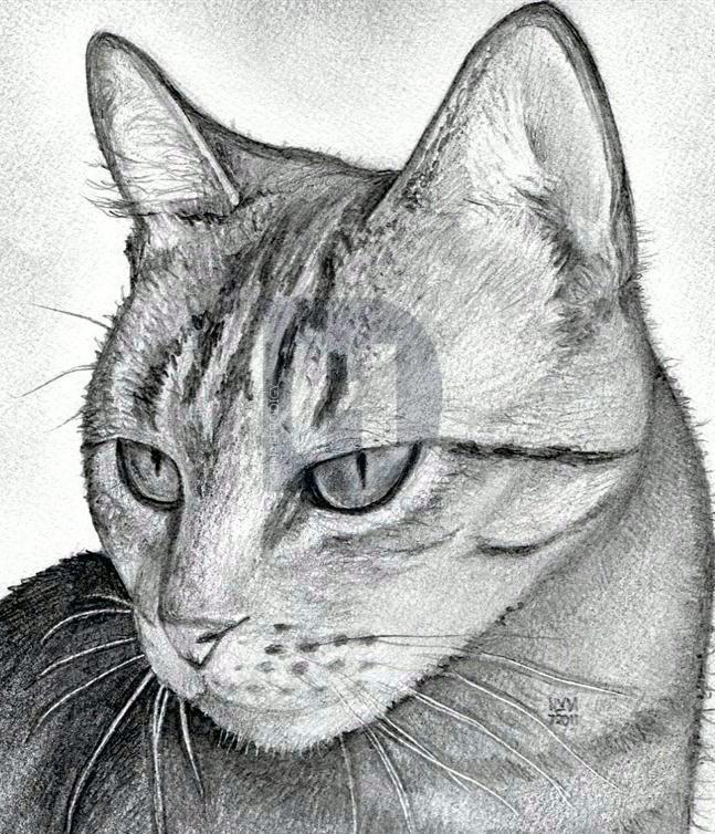 647x754 How To Draw A Cat Head, Draw A Realistic Cat, Step By Step - Cat Sketch Drawing