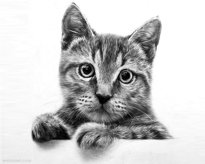 660x527 30 Beautiful Cat Drawings - Cat Sketch Drawing