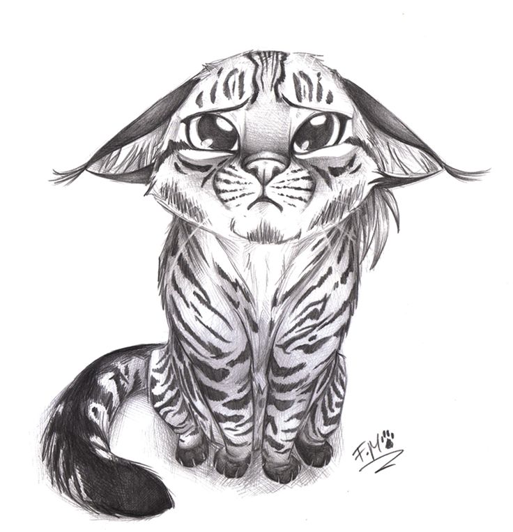 736x763 Image - Cat Sketch Drawing