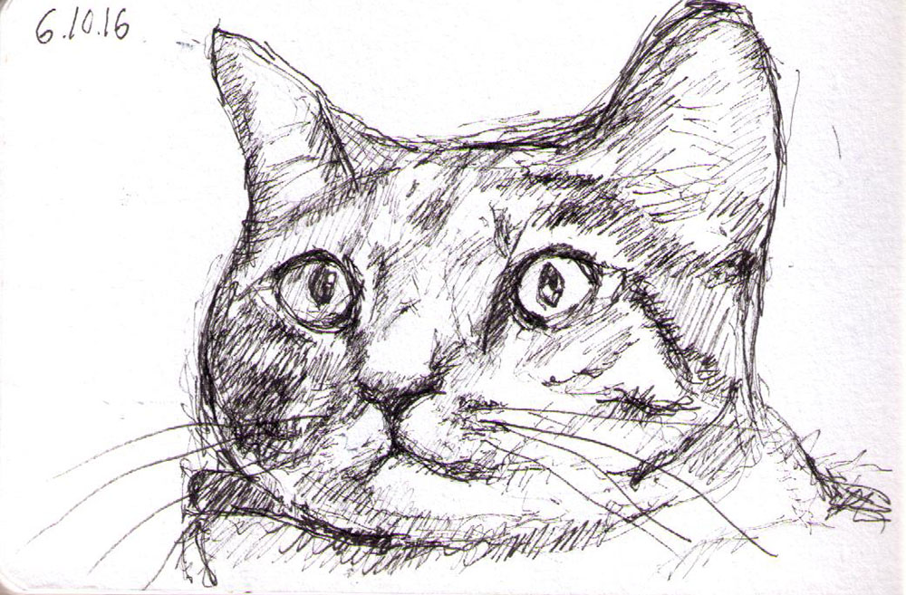 1000x657 A Quick Cat Sketch One Drawing Daily - Cat Sketch Drawing