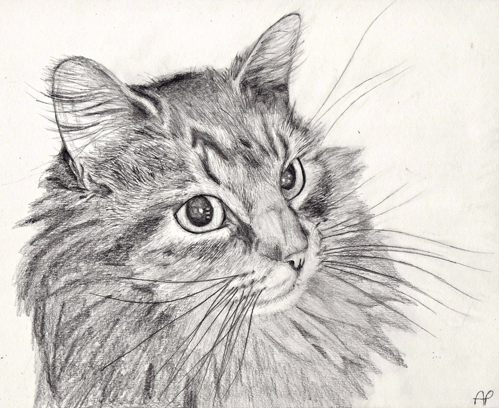 Cat Sketch Drawing At Paintingvalley Com Explore Collection Of