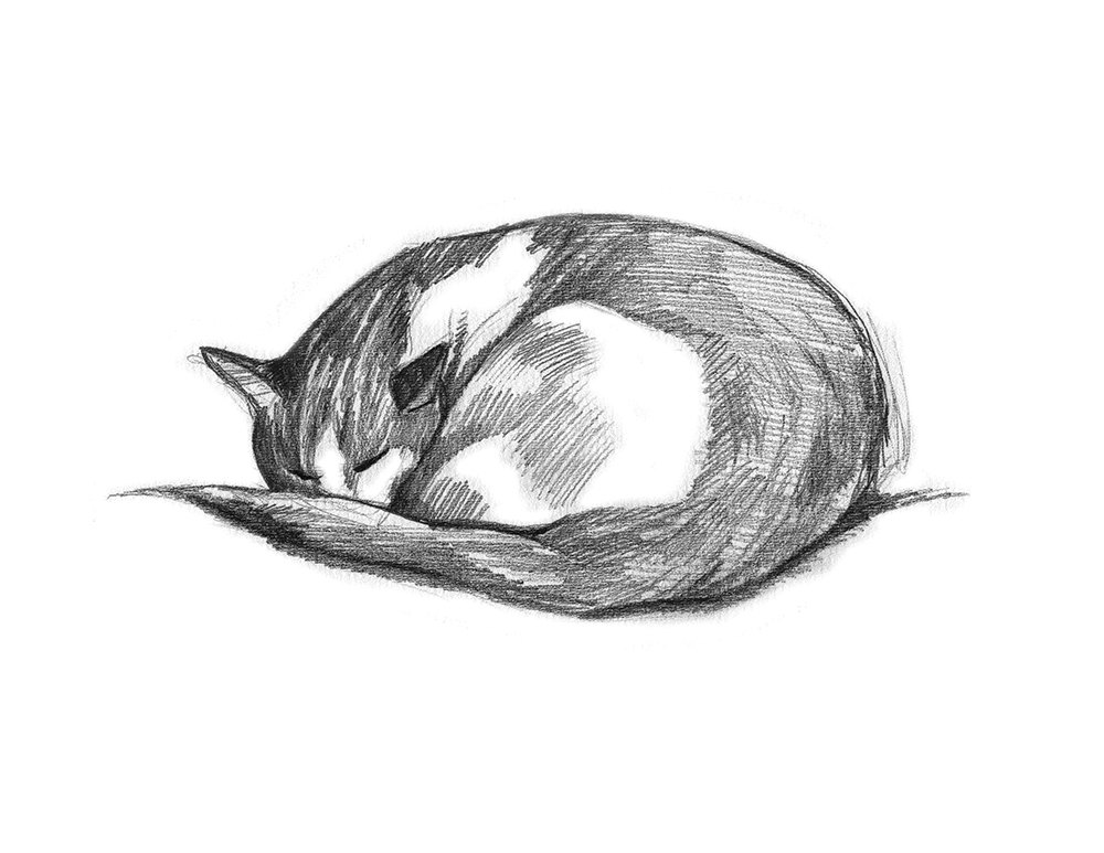 Cat Sketch Easy at PaintingValley.com | Explore collection of Cat