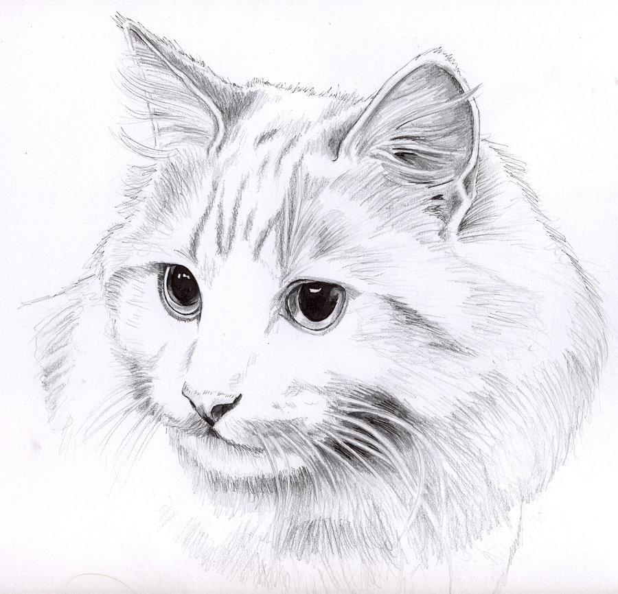 Cat Sketch Easy at Explore collection of Cat