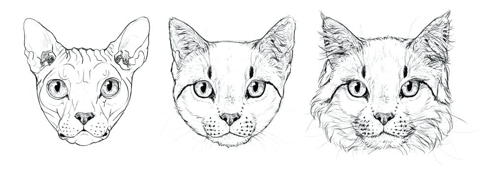 1000x371 Cat Drawing Step By Step How To Draw A Cartoon Cat For Children - Cat Sketch Easy