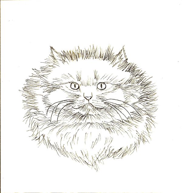 600x635 Drawn Kittens Playful Cat - Cat Sketch For Kids