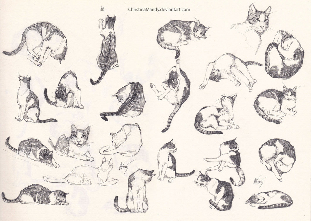 1060x754 My Cat Sketches By Christinamandy - Cat Sketch Images