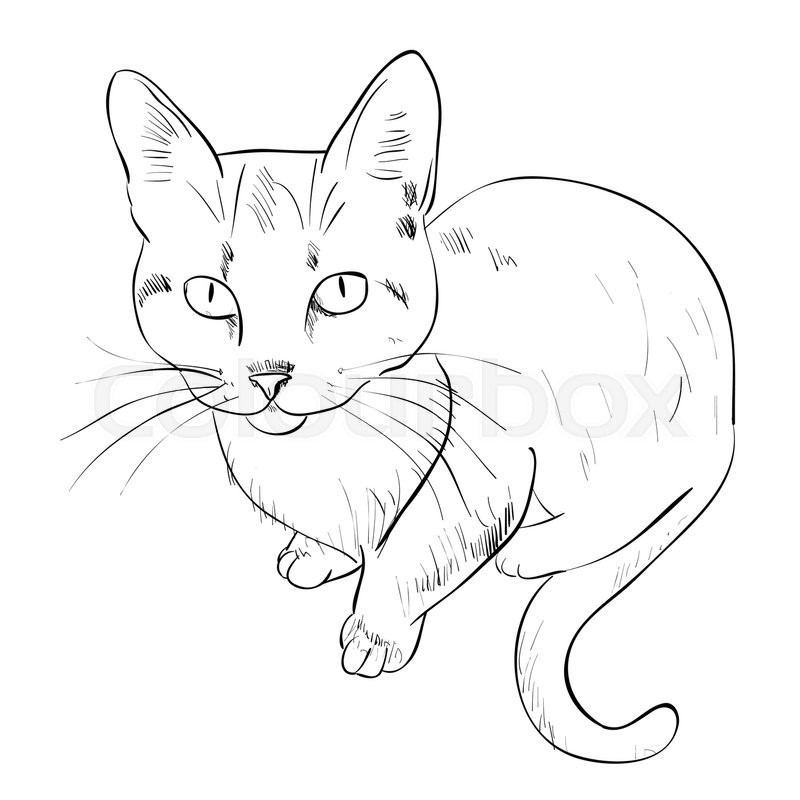800x800 Vector Sketch Of Cat. Hand Draw Illustration. Stock Vector - Cat Sketch Images