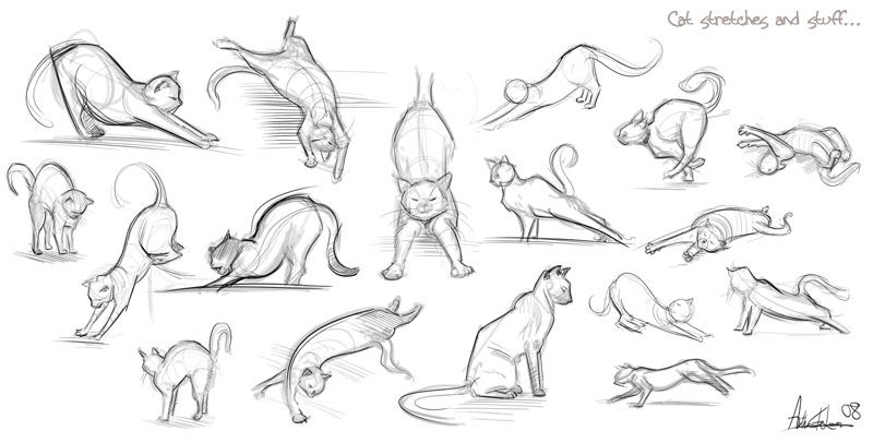 Cat Sketch Images at PaintingValley.com | Explore collection of Cat