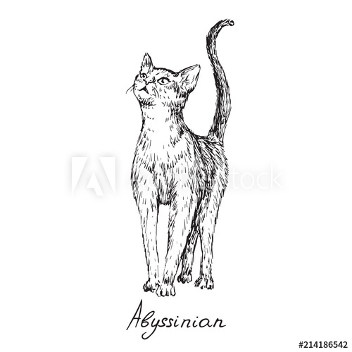 500x500 Abyssinian, Cat Breeds Illustration With Inscription, Hand Drawn - Cat Sketch Outline