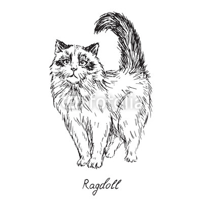 400x400 Ragdoll, Cat Breeds Illustration With Inscription, Hand Drawn - Cat Sketch Outline