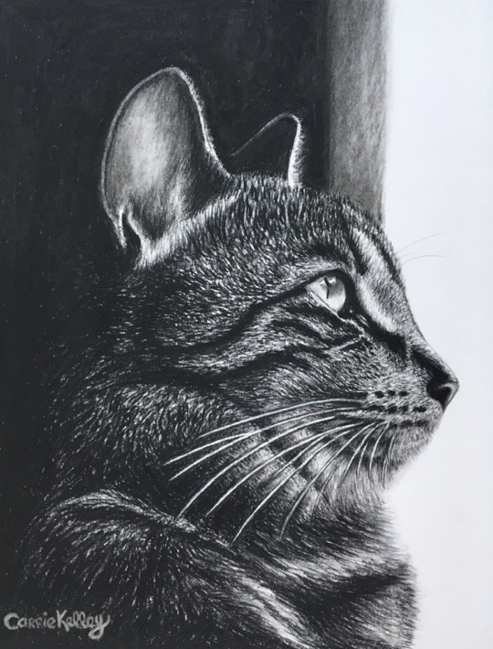 540x710 Cat Sketch In Charcoal Pencil Carrie Kelley Art - Cat Sketch Pictures