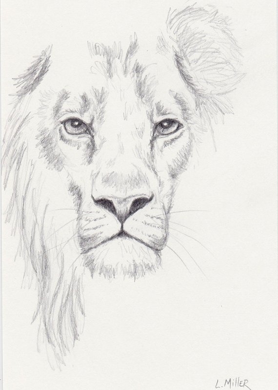 570x798 Lion Pencil Drawing Original 5x7 Big Cat Sketch Lion Fine Etsy - Cat Sketch Pictures