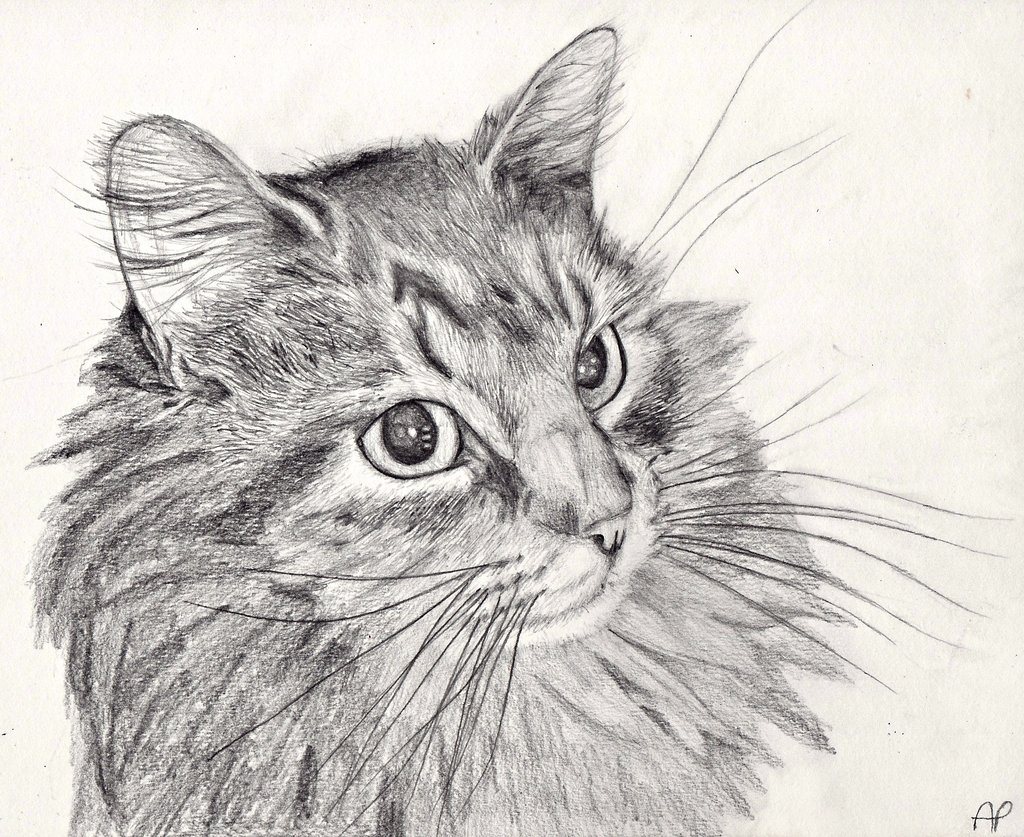 1024x837 Pencil Sketches Of Cats How To Draw A Cat Pencil Solution For - Cat Sketch Pictures