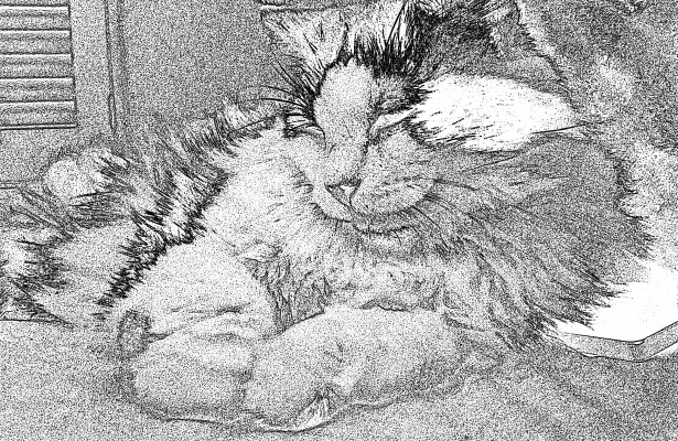 615x400 Reclining Cat Sketch Free Stock Photo - Cat Sketch Pictures