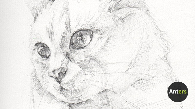 800x450 Cat Sketch - Cat Sketch Pictures