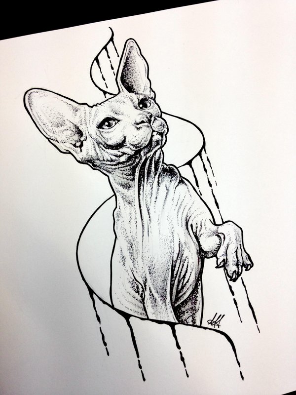 600x800 Antoniettaarnonearts On Twitter Sphynx Sketch Tattoo! - Cat Sketch Tattoo