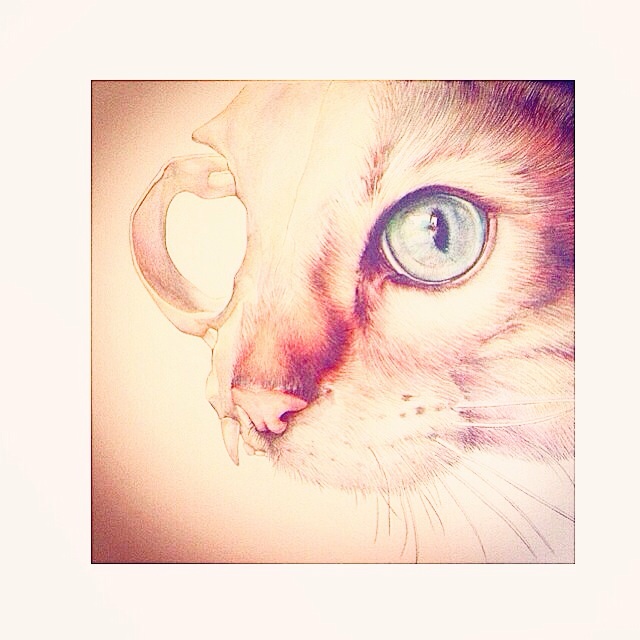 640x640 Cat Tattoo Sketch Best Tattoo Design Ideas - Cat Sketch Tattoo