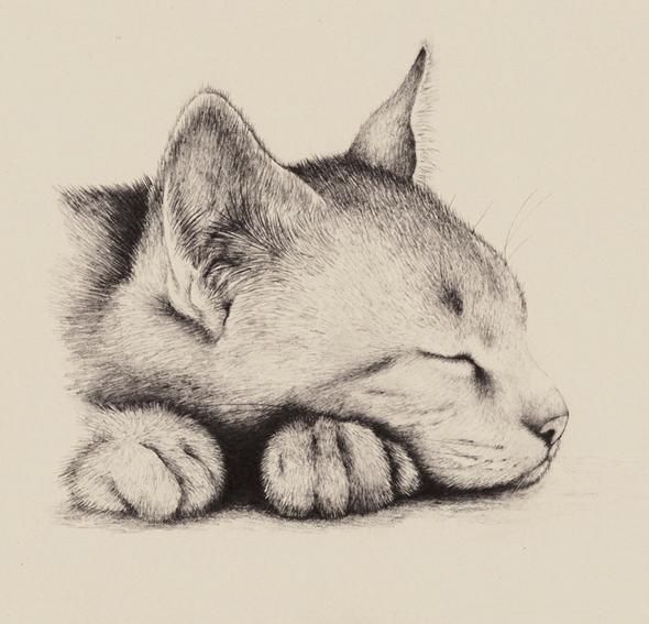 Cat Sleeping Sketch at Explore collection of Cat