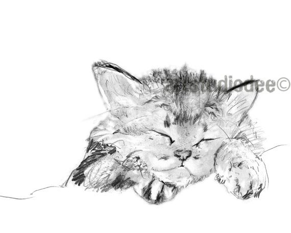 570x456 Kitten Art Print Kitten Sleeping Sketch 8x10 Or A4 Size. Etsy - Cat Sleeping Sketch