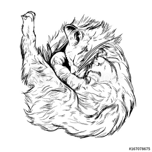 500x500 Outline Vector Sketch. Figure A Cat Sleeping Curled Up. The Sketch - Cat Sleeping Sketch