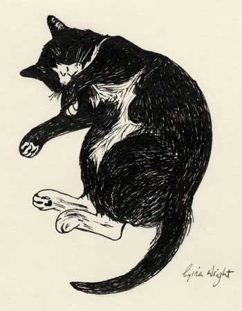 350x450 Sleeping Cat Three, Ink Sketch Gina Wright, Scottish Artist - Cat Sleeping Sketch