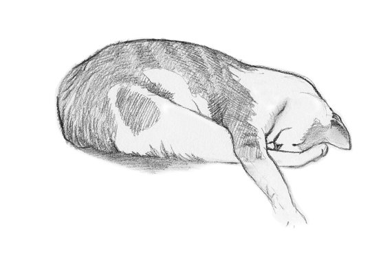 570x380 Cat Charcoal Drawing, Animal Art, Gift For Cat Lover, Sleeping Cat - Cat Sleeping Sketch