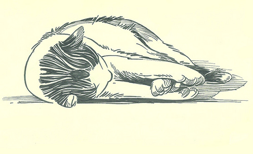 500x304 Sleeping Cat A Quick (And Quiet) Sketch. Susan Rudat - Cat Sleeping Sketch