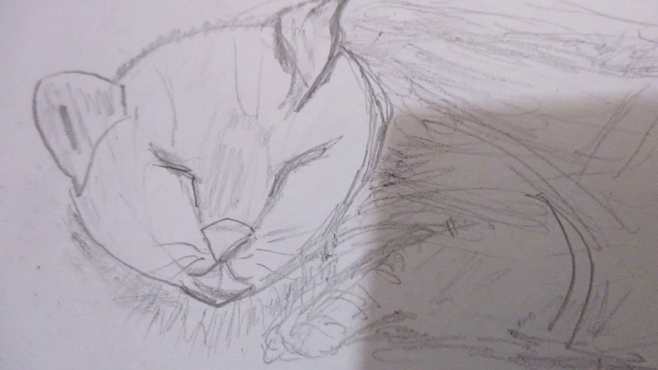Cat Sleeping Sketch at Explore collection of Cat