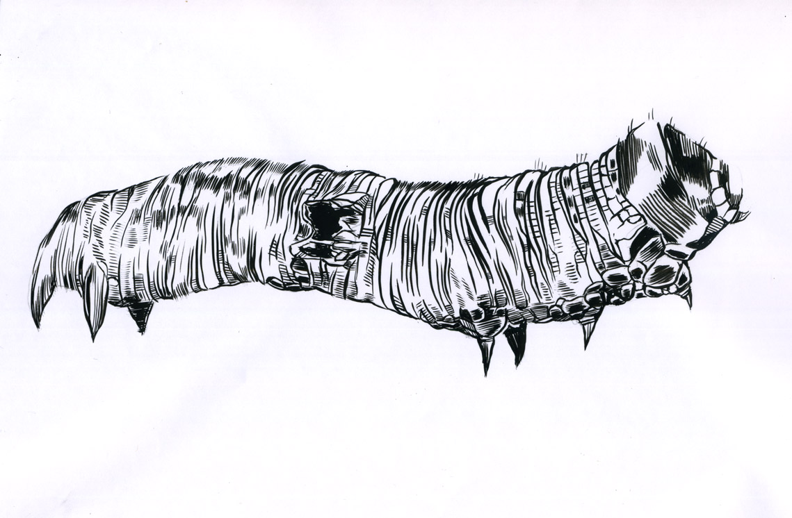 1139x746 Mc Drawn Caterpillar Sketch Brush And Ink - Caterpillar Sketch