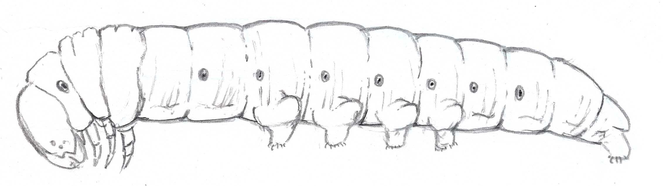 2264x635 Caterpillar Body No Horn - Caterpillar Sketch