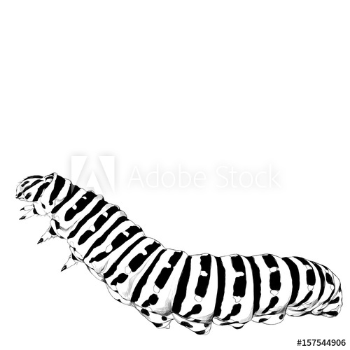500x500 The Caterpillar Crawls, Sketch Vector Graphics Black And White - Caterpillar Sketch