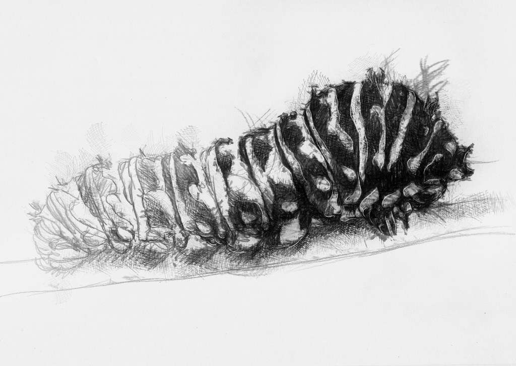1024x727 Caterpillar - Caterpillar Sketch