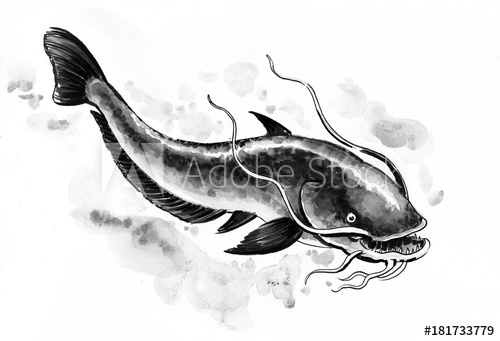 500x341 Catfish Sketch. Black And White Illustration. - Catfish Sketch