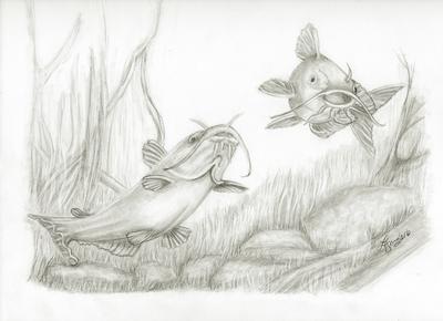 400x290 Channel Catfish - Catfish Sketch