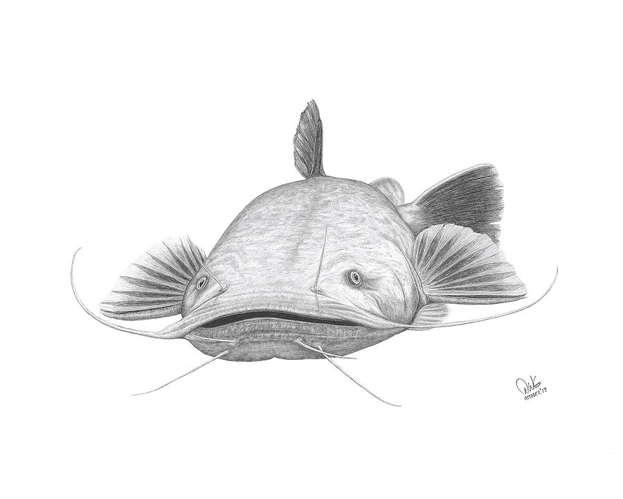 900x721 Flathead Catfish Drawing By David W Gillum - Catfish Sketch