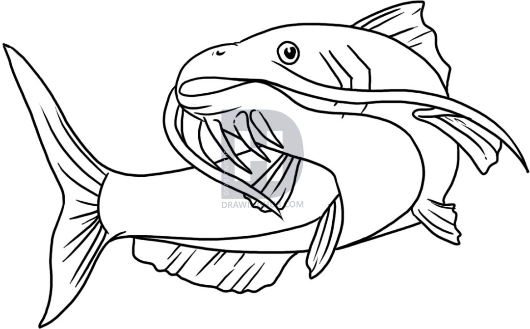 1080x670 How To Draw A Catfish, Step By Step, Drawing Guide, By Darkonator - Catfish Sketch