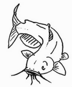 244x294 Image - Catfish Sketch